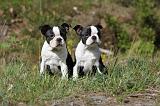 BOSTON TERRIER 182